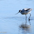 avocet (Recurvirosta avosetta) M Noble